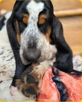 LEH Expressions Splotch , a female Basset Hound for sale in Granite Falls, NC – 6 of 7