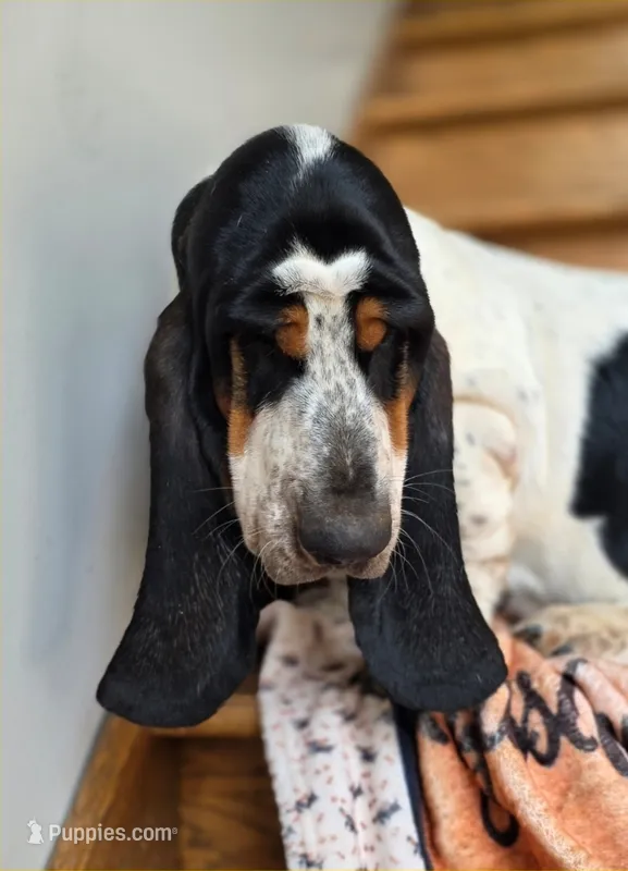 LEH Expressions Splotch  – Basset Hound puppy for sale in Granite Falls, NC