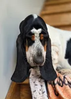 LEH Expressions Splotch , a female Basset Hound for sale in Granite Falls, NC – 1 of 7