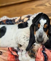 LEH Expressions Splotch , a female Basset Hound for sale in Granite Falls, NC – 5 of 7