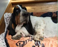 LEH Creations Drip , a female Basset Hound for sale in Granite Falls, NC – 4 of 8
