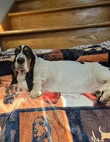 LEH Impressions Dot , a female Basset Hound for sale in Granite Falls, NC – 8 of 10
