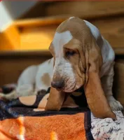 LEH Summer Sugar , a female Basset Hound for sale in Granite Falls, NC – 6 of 7