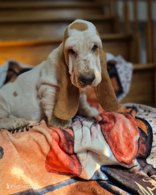 LEH Pink Lemon Twist  – Basset Hound puppy for sale in Granite Falls, NC