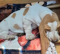 LEH Summer Sugar , a female Basset Hound for sale in Granite Falls, NC – 5 of 7