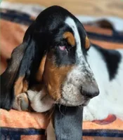 LEH Creations Drip , a female Basset Hound for sale in Granite Falls, NC – 3 of 8