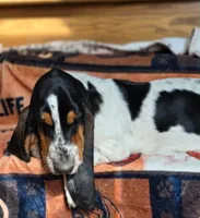 LEH Creations Drip , a female Basset Hound for sale in Granite Falls, NC – 2 of 8