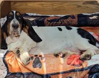 LEH Impressions Dot , a female Basset Hound for sale in Granite Falls, NC – 9 of 10