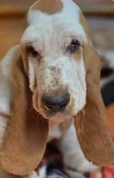 LEH Pink Lemon Twist , a female Basset Hound for sale in Granite Falls, NC – 8 of 8
