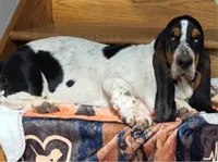LEH Creations Drip , a female Basset Hound for sale in Granite Falls, NC – 7 of 8