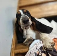 LEH Designs Dabble , a female Basset Hound for sale in Granite Falls, NC – 4 of 7