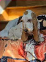 LEH Pink Lemon Twist , a female Basset Hound for sale in Granite Falls, NC – 3 of 8