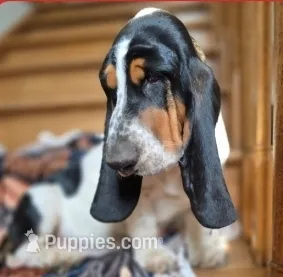 LEH Designs Dabble  – Basset Hound puppy for sale in Granite Falls, NC
