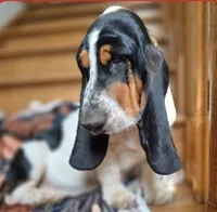 LEH Designs Dabble , a female Basset Hound for sale in Granite Falls, NC – 1 of 7