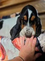 LEH Impressions Dot , a female Basset Hound for sale in Granite Falls, NC – 10 of 10
