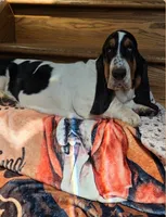 LEH Impressions Dot , a female Basset Hound for sale in Granite Falls, NC – 4 of 10