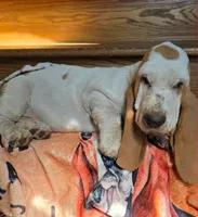 LEH Pink Lemon Twist , a female Basset Hound for sale in Granite Falls, NC – 5 of 8
