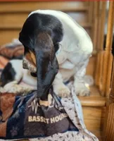 LEH Designs Dabble , a female Basset Hound for sale in Granite Falls, NC – 7 of 7