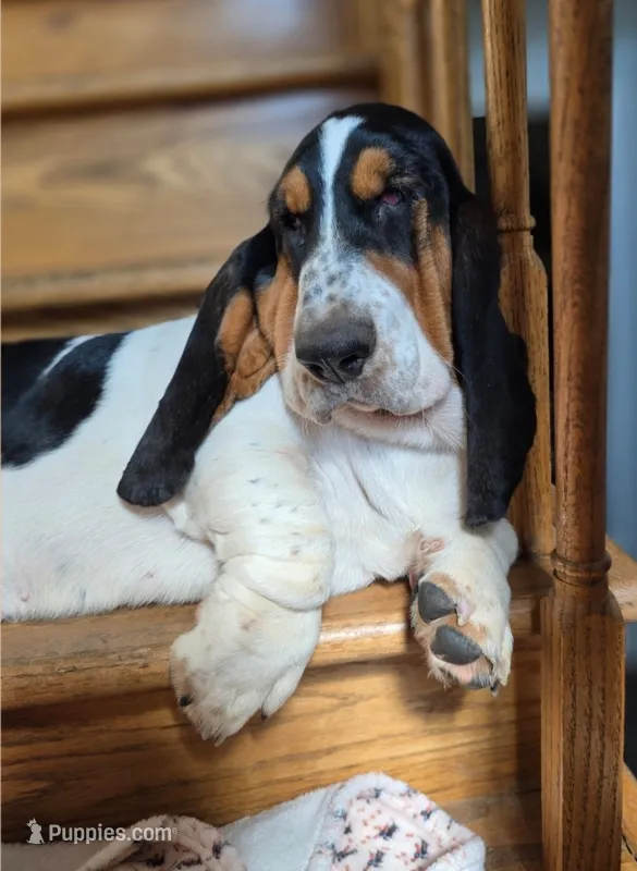 LEH Impressions Dot  – Basset Hound puppy for sale in Granite Falls, NC