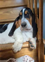 LEH Impressions Dot , a female Basset Hound for sale in Granite Falls, NC – 1 of 10