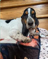 LEH Creations Drip , a female Basset Hound for sale in Granite Falls, NC – 8 of 8