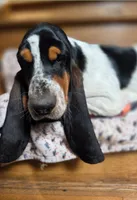 LEH Creations Drip , a female Basset Hound for sale in Granite Falls, NC – 6 of 8