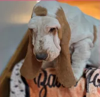 LEH Pink Lemon Twist , a female Basset Hound for sale in Granite Falls, NC – 4 of 8