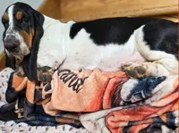 LEH Designs Dabble , a female Basset Hound for sale in Granite Falls, NC – 5 of 7