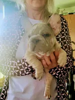 wrinkles, a female French Bulldog for sale in Grant City, MO – Photo 6 of 6