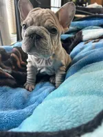 wrinkles, a female French Bulldog for sale in Grant City, MO – Photo 3 of 6