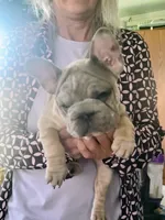wrinkles, a female French Bulldog for sale in Grant City, MO – Photo 4 of 6