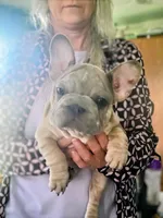 wrinkles, a female French Bulldog for sale in Grant City, MO – Photo 5 of 6