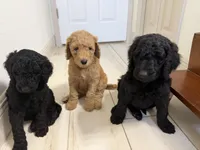 Tinkerbell , a female Goldendoodle for sale in Tampa, FL – Photo 2 of 2