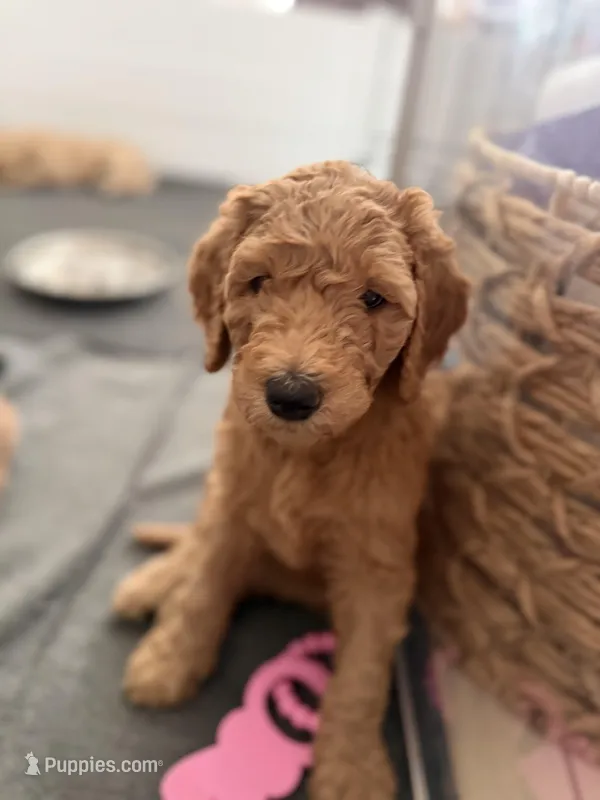 Tinkerbell  – Goldendoodle puppy for sale in Tampa, FL