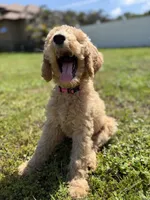Ariel , a female Goldendoodle for sale in Tampa, FL – 3 of 3