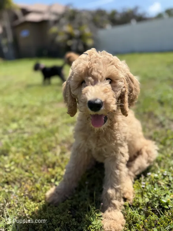 Ariel  – Goldendoodle puppy for sale in Tampa, FL