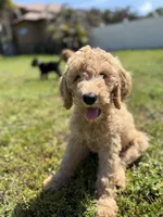 Ariel , a female Goldendoodle for sale in Tampa, FL – 1 of 3