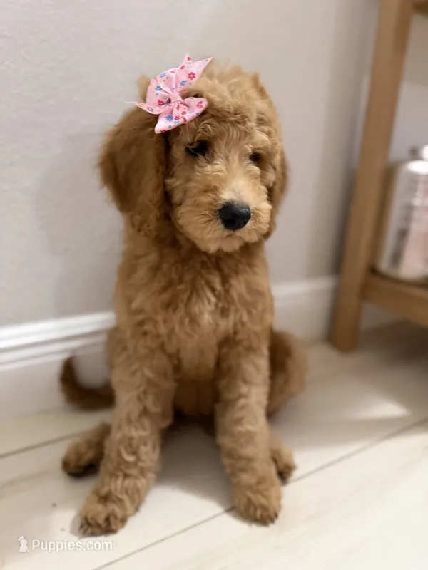 Tinkerbell  – Goldendoodle puppy on hold in Tampa, FL