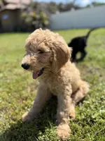 Ariel , a female Goldendoodle for sale in Tampa, FL – 2 of 3