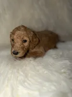 Tinkerbell , a female Goldendoodle for sale in Tampa, FL – 4 of 5