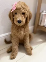 Tinkerbell , a female Goldendoodle for sale in Tampa, FL – 2 of 5