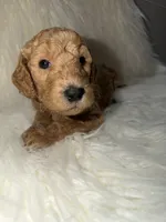 Tinkerbell , a female Goldendoodle for sale in Tampa, FL – 5 of 5