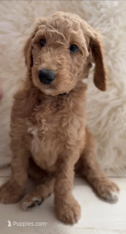 Charles , a male Goldendoodle for sale in Tampa, FL – Photo 1 of 1