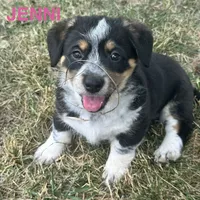 Jenni, a female Australian Cattle Dog and Pembroke Welsh Corgi for sale in Garner, NC – 1 of 6