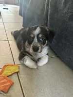 Jenni, a female Australian Cattle Dog and Pembroke Welsh Corgi for sale in Garner, NC – 2 of 6