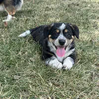Jenni, a female Australian Cattle Dog and Pembroke Welsh Corgi for sale in Garner, NC – 4 of 6