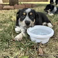 Jenni, a female Australian Cattle Dog and Pembroke Welsh Corgi for sale in Garner, NC – 3 of 6