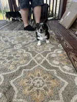 Jenni, a female Australian Cattle Dog and Pembroke Welsh Corgi for sale in Garner, NC – 5 of 6