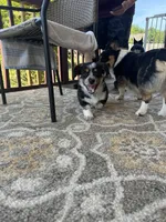 Jenni, a female Australian Cattle Dog and Pembroke Welsh Corgi for sale in Garner, NC – 6 of 6