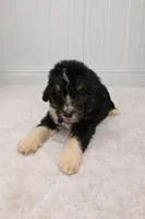 Tanner, a male Bernedoodle for sale in Longview, TX – Photo 3 of 4